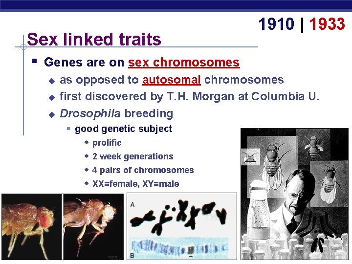 Sex linked traits 1910 | 1933 § Genes are on sex chromosomes u u
