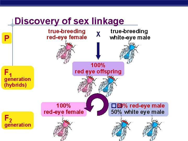 Discovery of sex linkage P F 1 true-breeding red-eye female X true-breeding white-eye male