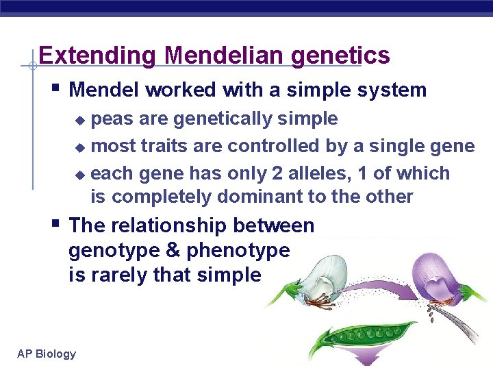 Extending Mendelian genetics § Mendel worked with a simple system peas are genetically simple