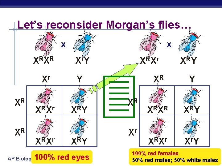 Let’s reconsider Morgan’s flies… x X RX R Xr XR XR AP Biology X