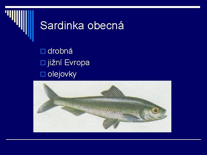 Sardinka obecná o drobná o jižní Evropa o olejovky 