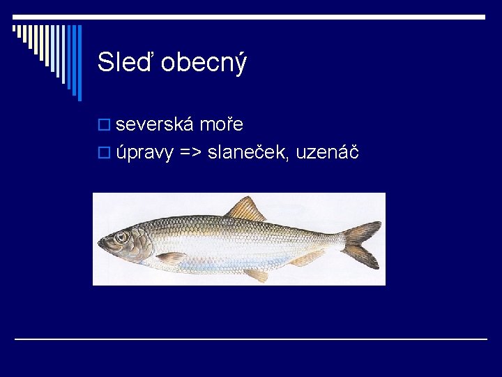 Sleď obecný o severská moře o úpravy => slaneček, uzenáč 