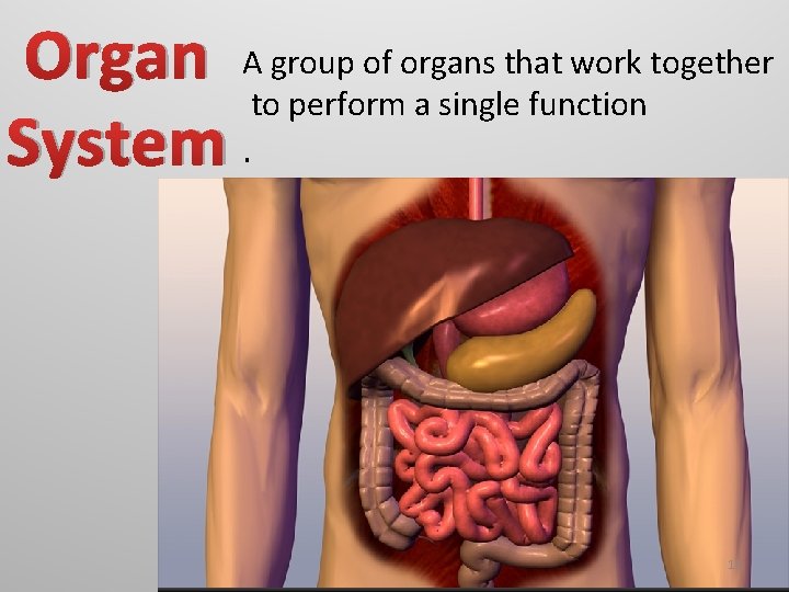 Organ A group of organs that work together to perform a single function System.