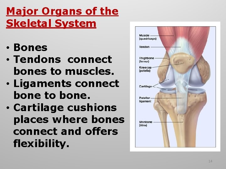Major Organs of the Skeletal System • Bones • Tendons connect bones to muscles.