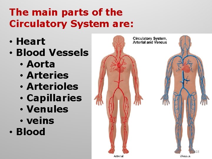 The main parts of the Circulatory System are: • Heart • Blood Vessels •