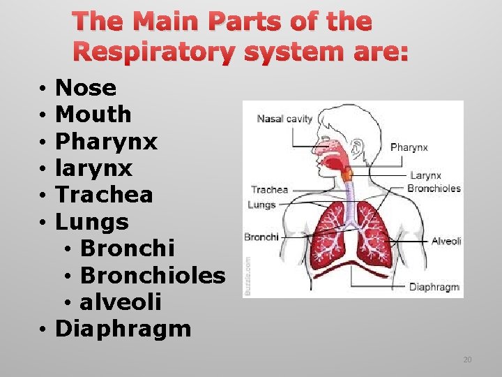 The Main Parts of the Respiratory system are: Nose Mouth Pharynx larynx Trachea Lungs