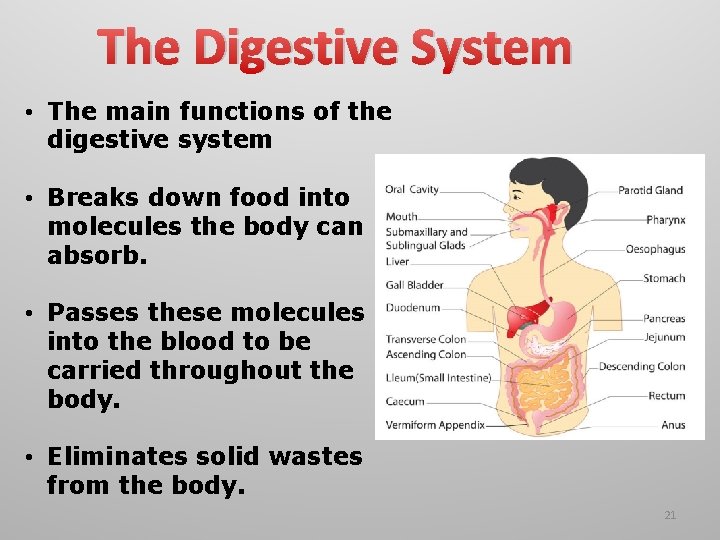 The Digestive System • The main functions of the digestive system • Breaks down