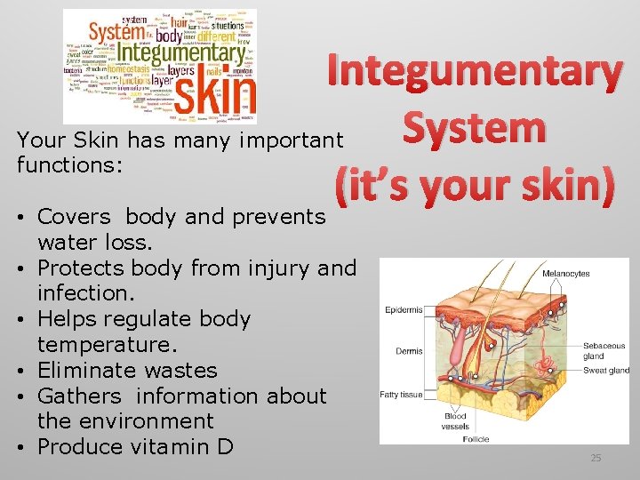 Integumentary System Your Skin has many important functions: (it’s your skin) • Covers body