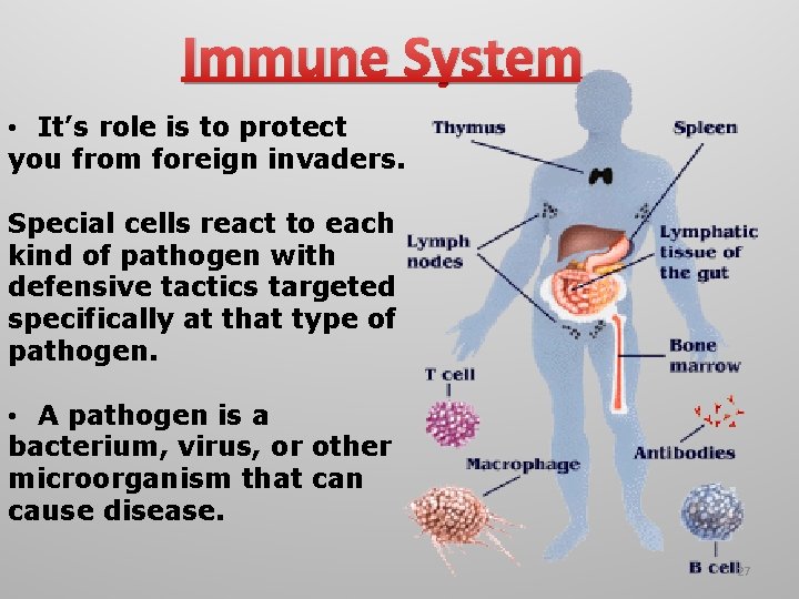 Immune System • It’s role is to protect you from foreign invaders. Special cells