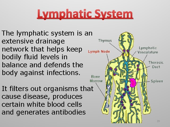 Lymphatic System The lymphatic system is an extensive drainage network that helps keep bodily