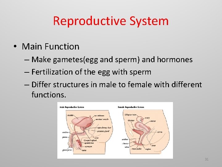 Reproductive System • Main Function – Make gametes(egg and sperm) and hormones – Fertilization