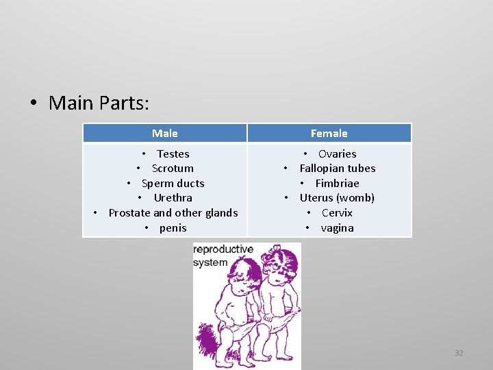  • Main Parts: Male Female • Testes • Scrotum • Sperm ducts •