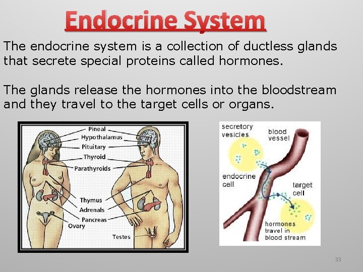 Endocrine System The endocrine system is a collection of ductless glands that secrete special