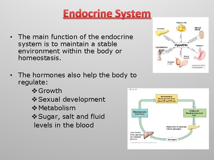 Endocrine System • The main function of the endocrine system is to maintain a