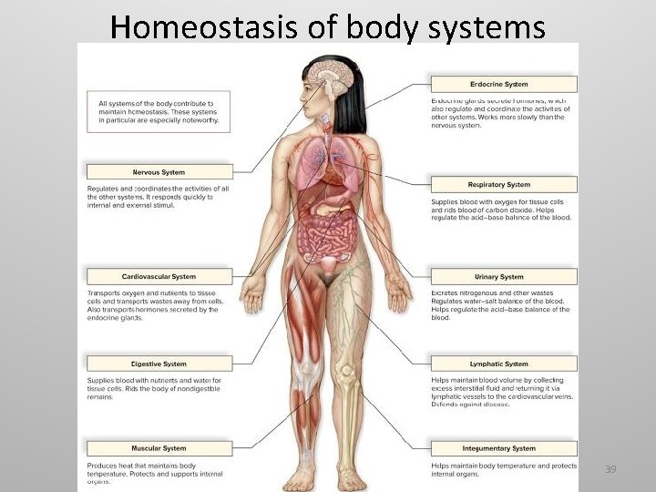 Homeostasis of body systems 39 