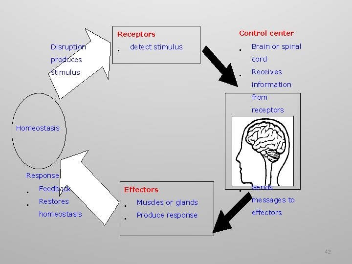 Receptors Disruption detect stimulus • Control center • Brain or spinal cord produces stimulus