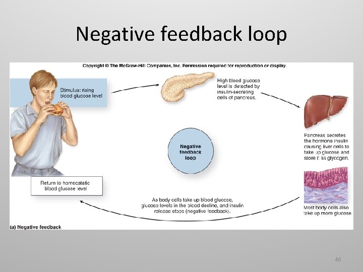 Negative feedback loop 46 