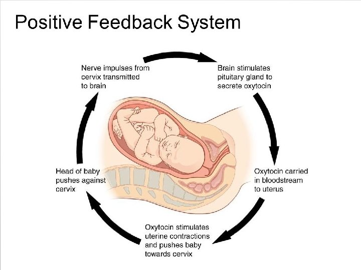 Positive feedback loop 47 