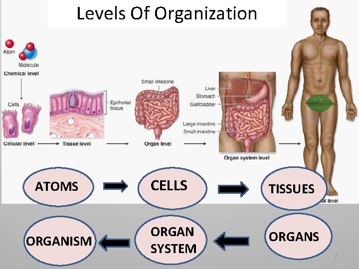 Levels Of Organization ATOMS ORGANISM CELLS TISSUES ORGAN SYSTEM ORGANS 7 