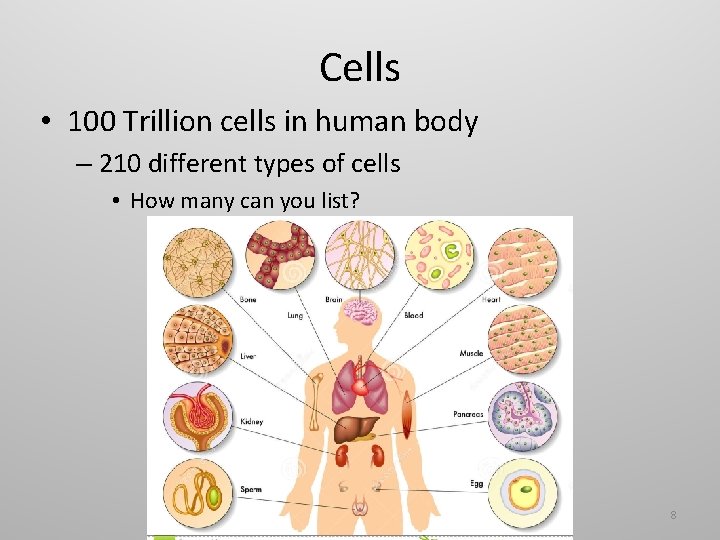 Cells • 100 Trillion cells in human body – 210 different types of cells