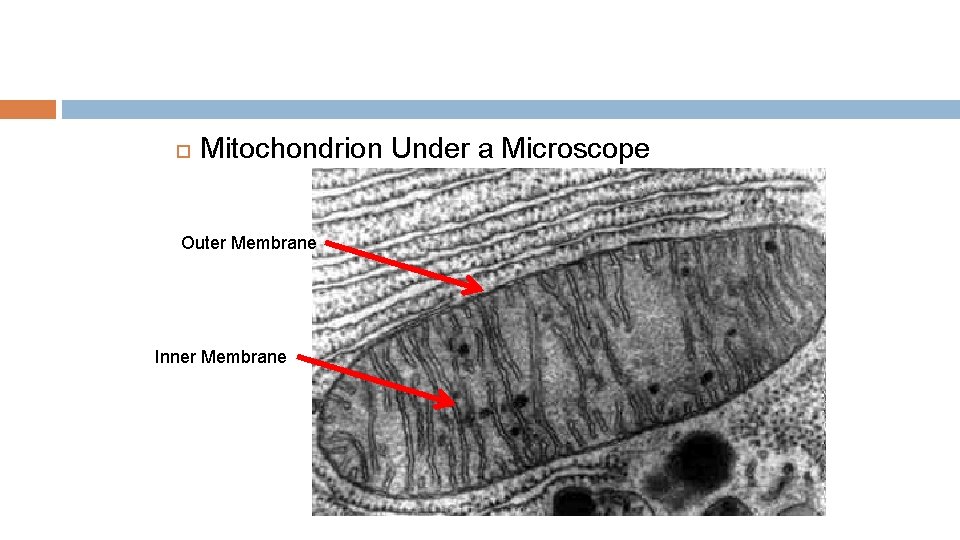  Mitochondrion Under a Microscope Outer Membrane Inner Membrane 
