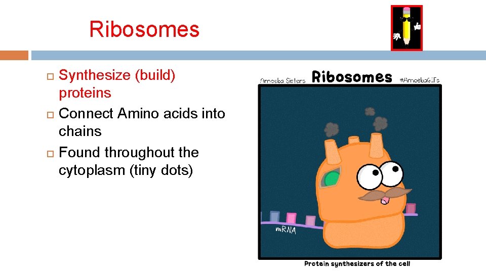 Ribosomes Synthesize (build) proteins Connect Amino acids into chains Found throughout the cytoplasm (tiny