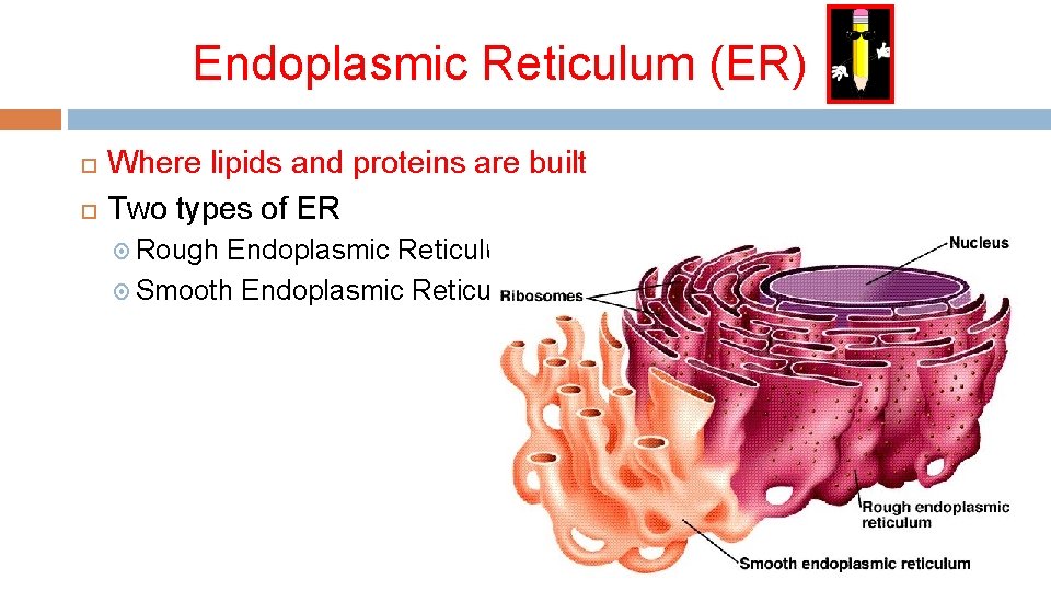 Endoplasmic Reticulum (ER) Where lipids and proteins are built Two types of ER Rough