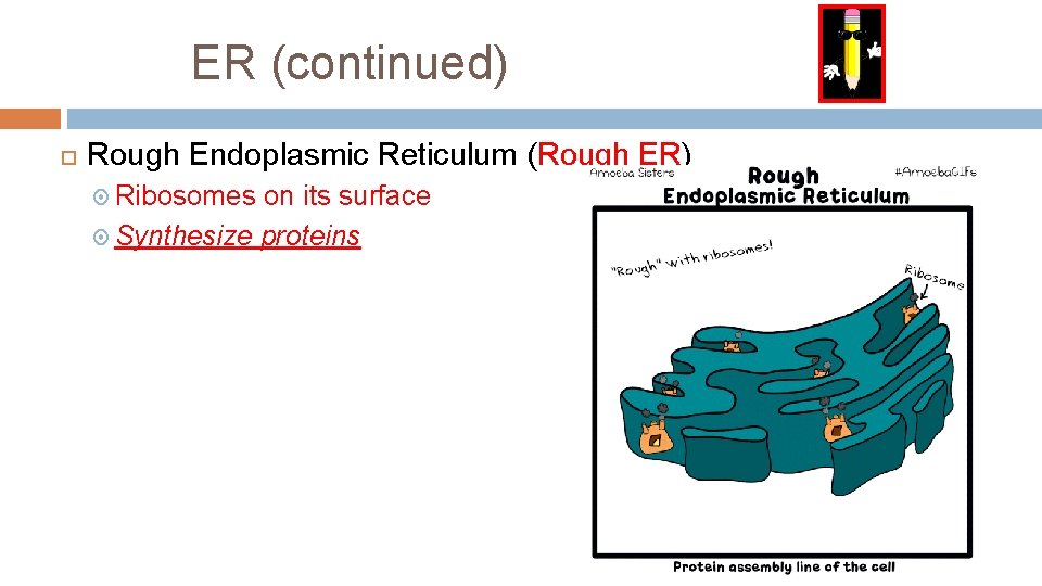 ER (continued) Rough Endoplasmic Reticulum (Rough ER) Ribosomes on its surface Synthesize proteins 