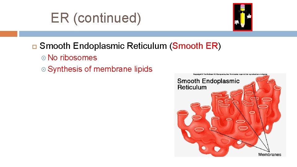 ER (continued) Smooth Endoplasmic Reticulum (Smooth ER) No ribosomes Synthesis of membrane lipids 