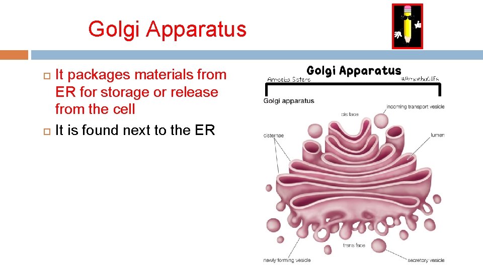 Golgi Apparatus It packages materials from ER for storage or release from the cell