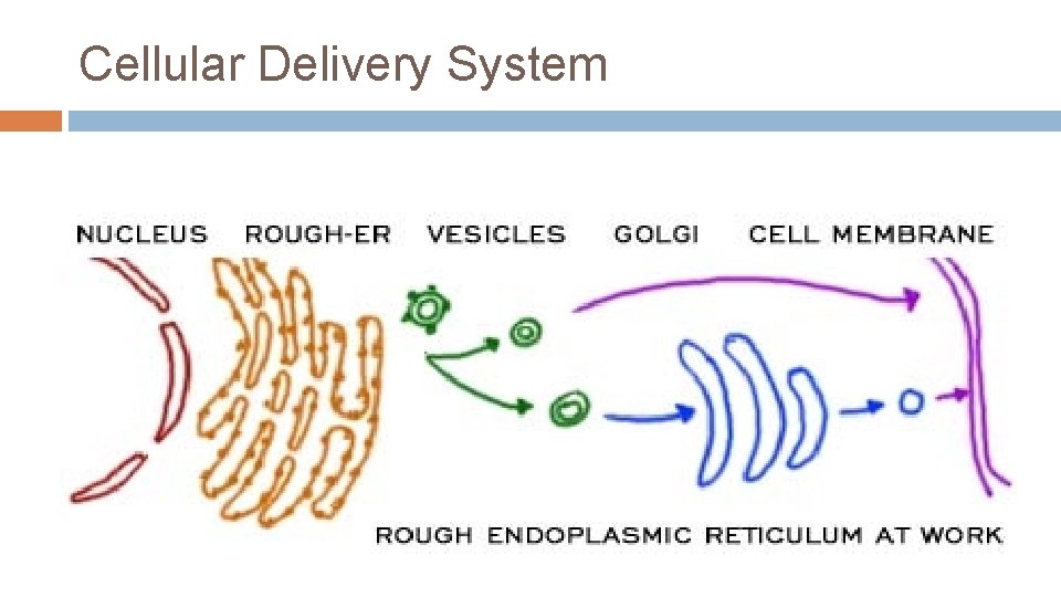 Cellular Delivery System 