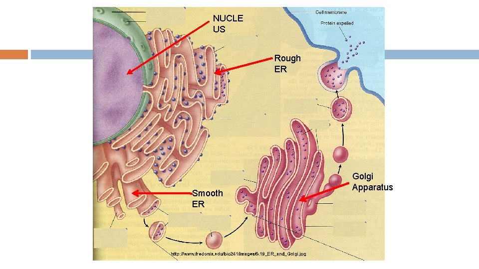 NUCLE US Rough ER Smooth ER Golgi Apparatus 