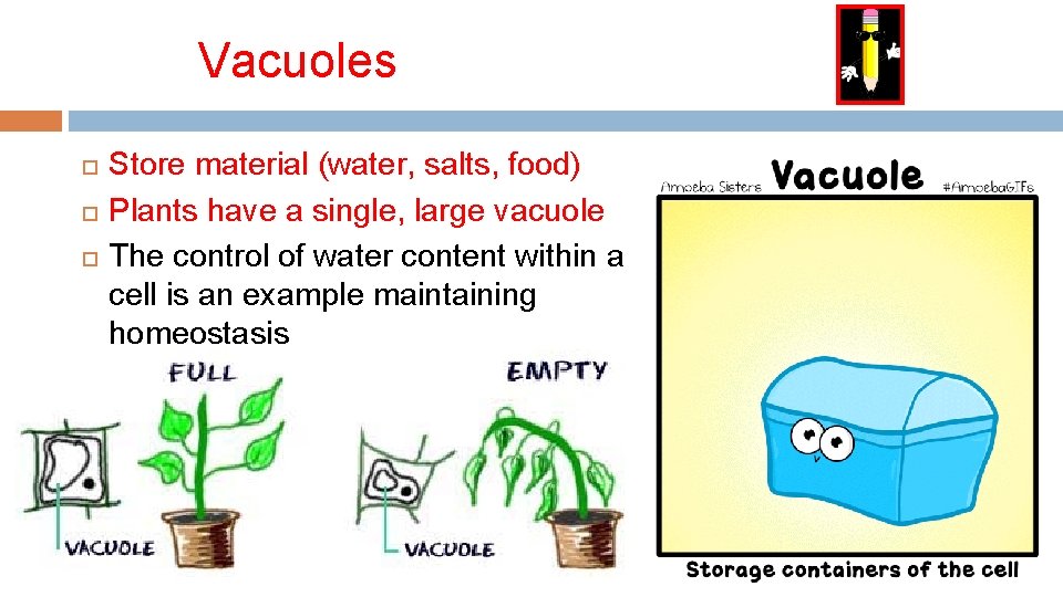 Vacuoles Store material (water, salts, food) Plants have a single, large vacuole The control