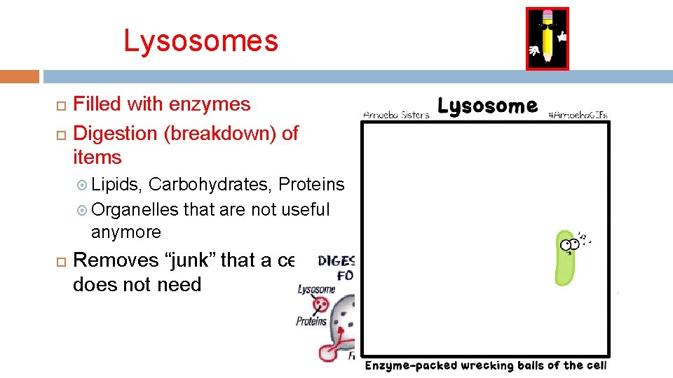 Lysosomes Filled with enzymes Digestion (breakdown) of items Lipids, Carbohydrates, Proteins Organelles that are
