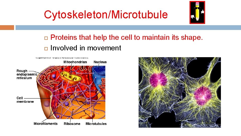 Cytoskeleton/Microtubule Proteins that help the cell to maintain its shape. Involved in movement 