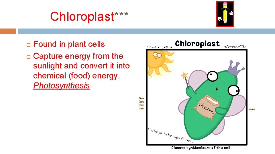 Chloroplast*** Found in plant cells Capture energy from the sunlight and convert it into