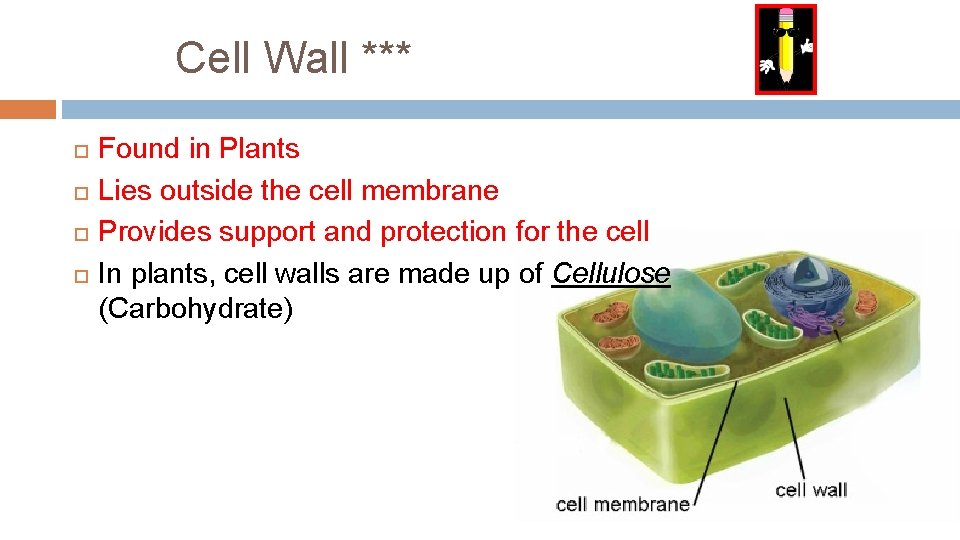 Cell Wall *** Found in Plants Lies outside the cell membrane Provides support and