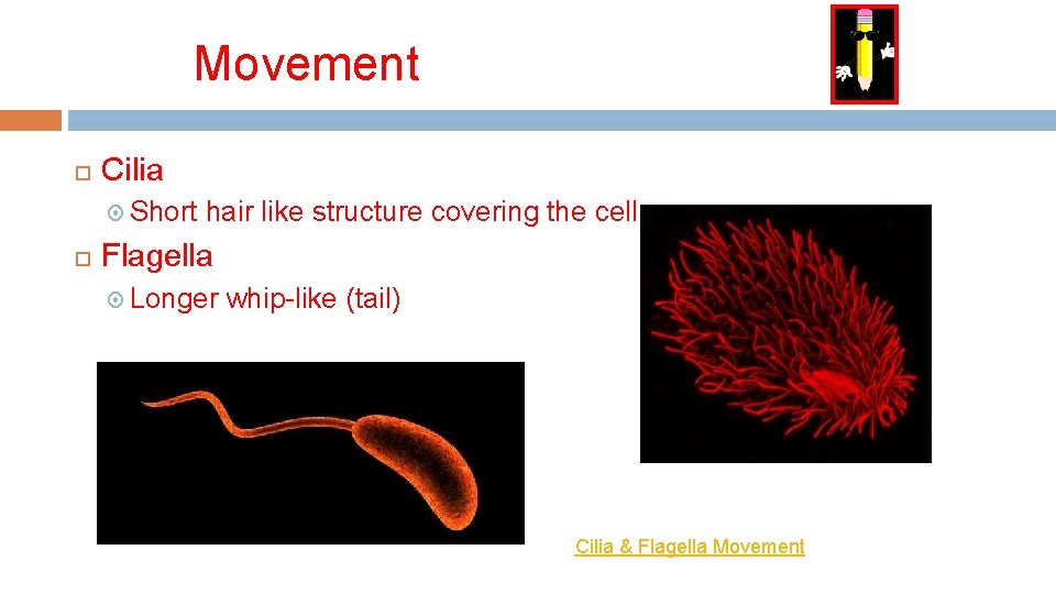 Movement Cilia Short hair like structure covering the cell Flagella Longer whip-like (tail) Cilia