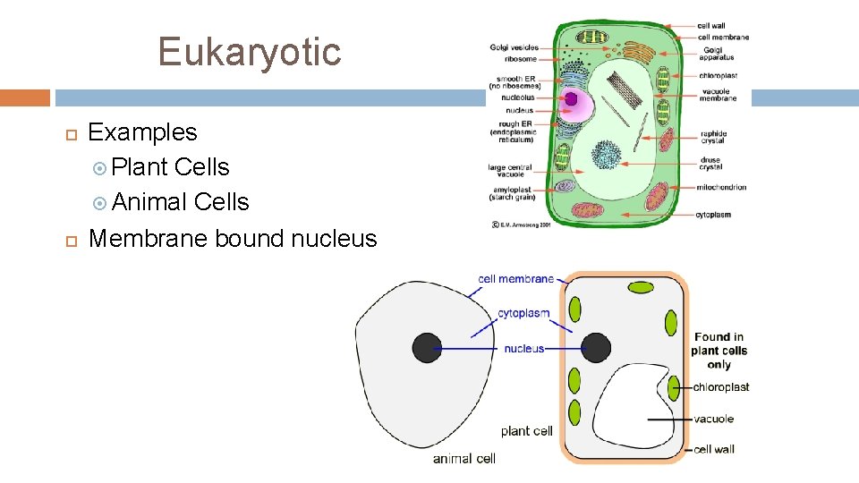 Eukaryotic Examples Plant Cells Animal Cells Membrane bound nucleus 