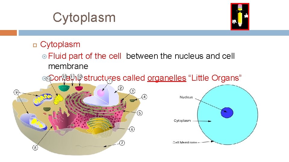 Cytoplasm Fluid part of the cell between the nucleus and cell membrane Contains structures