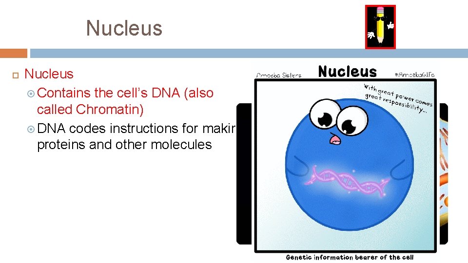 Nucleus Contains the cell’s DNA (also called Chromatin) DNA codes instructions for making proteins