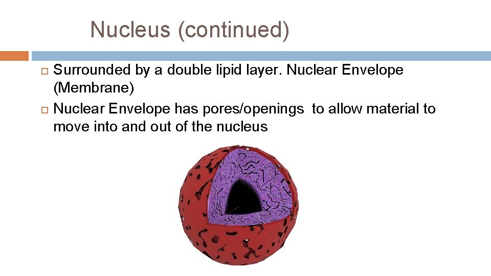 Nucleus (continued) Surrounded by a double lipid layer. Nuclear Envelope (Membrane) Nuclear Envelope has
