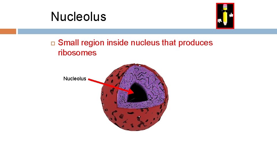 Nucleolus Small region inside nucleus that produces ribosomes Nucleolus 