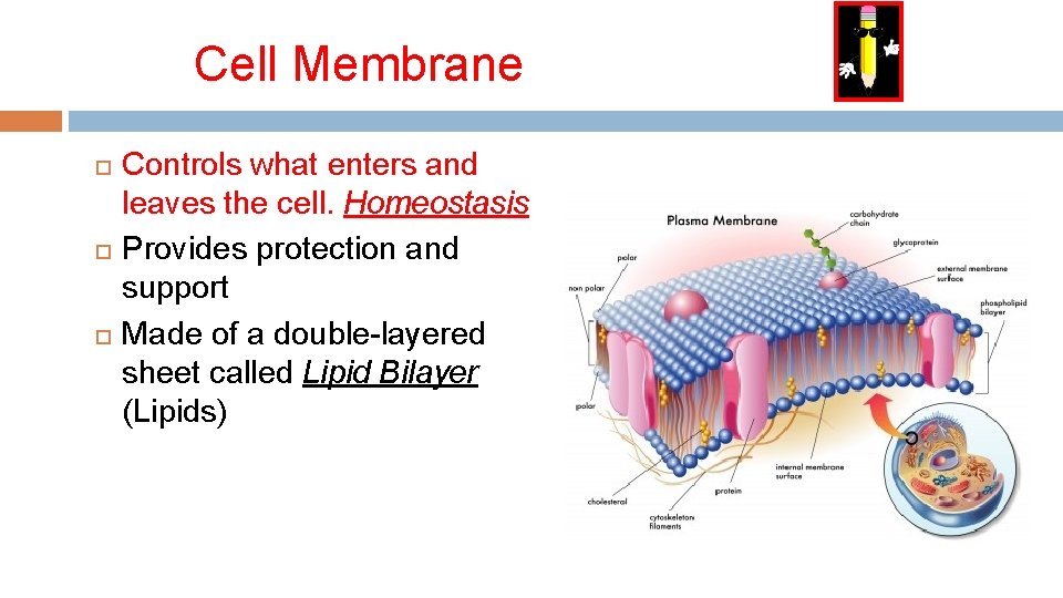 Cell Membrane Controls what enters and leaves the cell. Homeostasis Provides protection and support