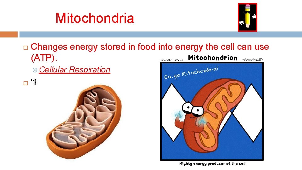 Mitochondria Changes energy stored in food into energy the cell can use (ATP). Cellular