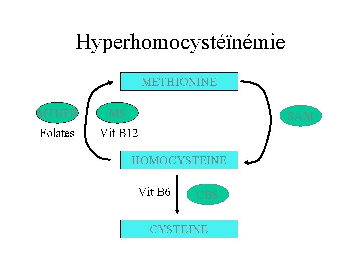 Hyperhomocystéïnémie METHIONINE MTHFR MS Folates Vit B 12 SAM HOMOCYSTEINE Vit B 6 CBS