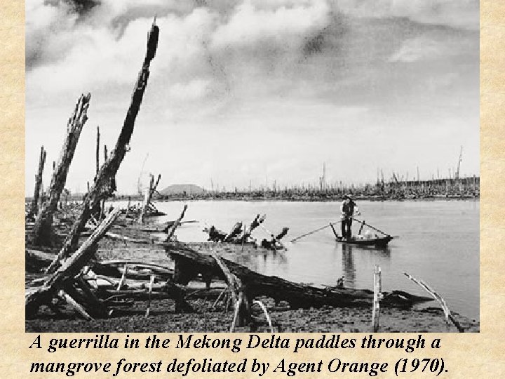 A guerrilla in the Mekong Delta paddles through a mangrove forest defoliated by Agent