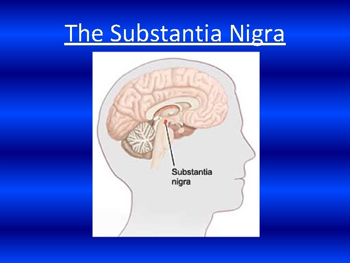 The Substantia Nigra 