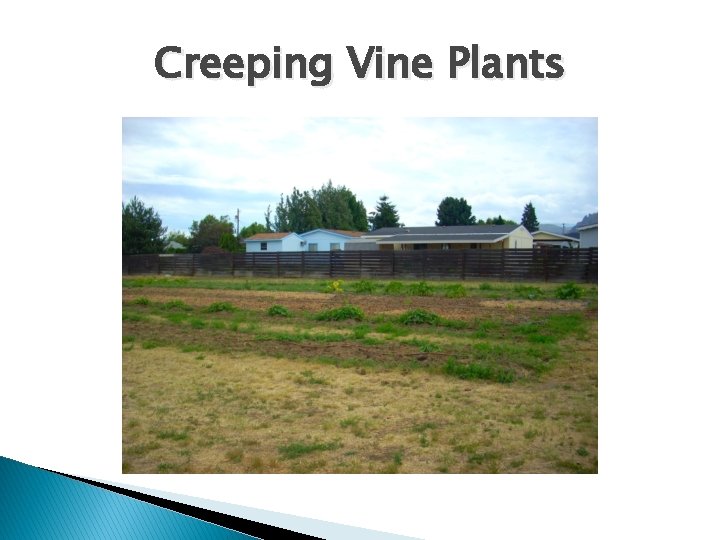 Creeping Vine Plants 