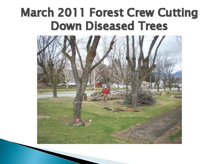 March 2011 Forest Crew Cutting Down Diseased Trees 